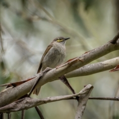 Caligavis chrysops (Yellow-faced Honeyeater) at Uriarra Village, ACT - 13 Jan 2024 by trevsci