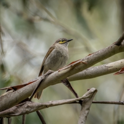 Caligavis chrysops (Yellow-faced Honeyeater) at Lower Cotter Catchment - 14 Jan 2024 by trevsci
