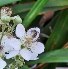 Lasioglossum (Chilalictus) sp. (genus & subgenus) (Halictid bee) at Commonwealth Park (CWP) - 10 Jan 2024 by sascha
