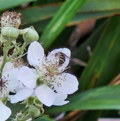 Lasioglossum (Chilalictus) sp. (genus & subgenus) (Halictid bee) at Commonwealth & Kings Parks - 10 Jan 2024 by sascha