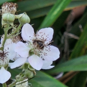 Lasioglossum (Chilalictus) sp. (genus & subgenus) at Commonwealth Park (CWP) - 10 Jan 2024