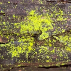Chrysothrix sp. (genus) (A gold dust lichen) at Pialligo, ACT - 14 Jan 2024 by Hejor1