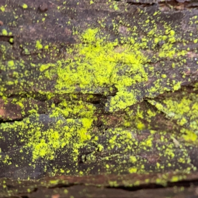 Chrysothrix sp. (genus) (A gold dust lichen) at Pialligo, ACT - 14 Jan 2024 by Hejor1
