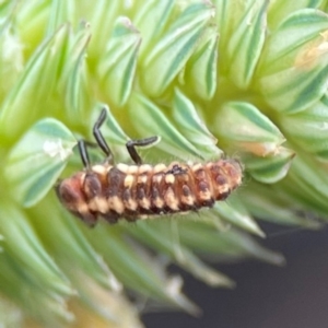 Coccinellidae (family) at Pialligo, ACT - 14 Jan 2024