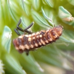 Coccinellidae (family) at Pialligo, ACT - 14 Jan 2024