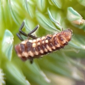 Coccinellidae (family) at Pialligo, ACT - 14 Jan 2024 10:06 AM