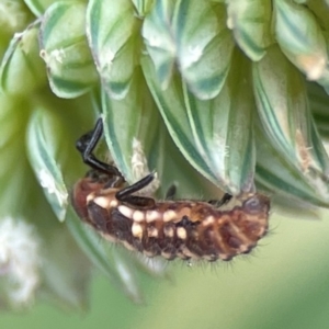 Coccinellidae (family) at Pialligo, ACT - 14 Jan 2024