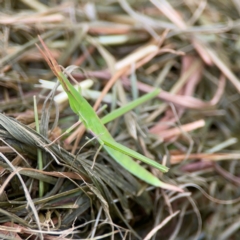 Acrida conica (Giant green slantface) at Pialligo, ACT - 14 Jan 2024 by Hejor1