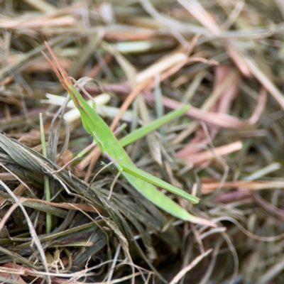 Acrida conica (Giant green slantface) at Pialligo, ACT - 13 Jan 2024 by Hejor1