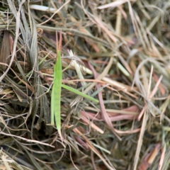 Acrida conica at Pialligo, ACT - 14 Jan 2024 10:08 AM