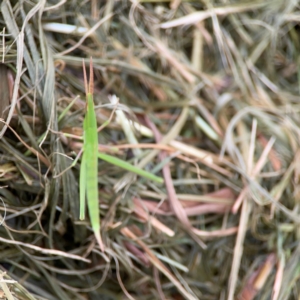 Acrida conica at Pialligo, ACT - 14 Jan 2024 10:08 AM