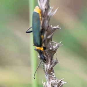 Chauliognathus lugubris at Pialligo, ACT - 14 Jan 2024