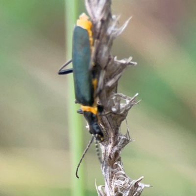 Chauliognathus lugubris (Plague Soldier Beetle) at Pialligo, ACT - 13 Jan 2024 by Hejor1