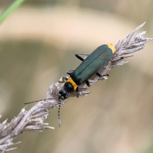 Chauliognathus lugubris at Pialligo, ACT - 14 Jan 2024