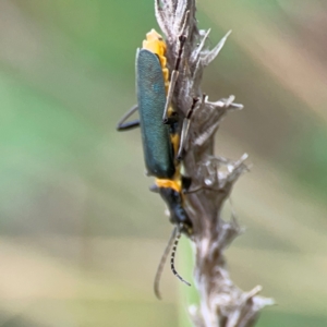 Chauliognathus lugubris at Pialligo, ACT - 14 Jan 2024 10:10 AM