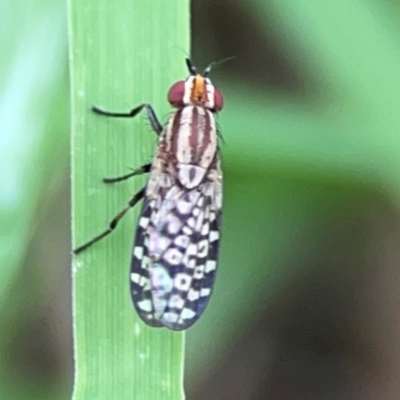 Sapromyza mallochiana (A lauxaniid fly) at Pialligo, ACT - 13 Jan 2024 by Hejor1