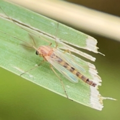 Chironomidae (family) (Non-biting Midge) at Pialligo, ACT - 14 Jan 2024 by Hejor1