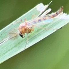 Chironomidae (family) at Pialligo, ACT - 14 Jan 2024 10:14 AM