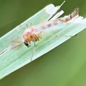 Chironomidae (family) at Pialligo, ACT - 14 Jan 2024 10:14 AM