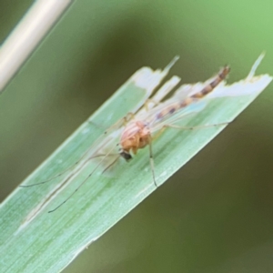 Chironomidae (family) at Pialligo, ACT - 14 Jan 2024 10:14 AM