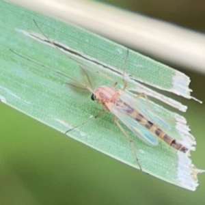 Chironomidae (family) at Pialligo, ACT - 14 Jan 2024 10:14 AM