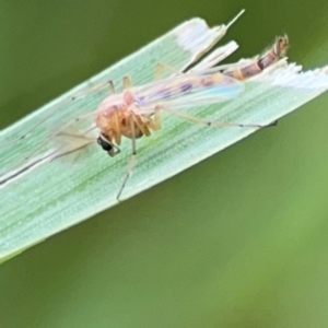 Chironomidae (family) at Pialligo, ACT - 14 Jan 2024 10:14 AM