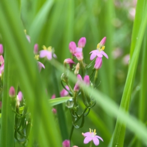 Centaurium sp. at Pialligo, ACT - 14 Jan 2024