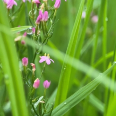 Centaurium sp. at Pialligo, ACT - 14 Jan 2024