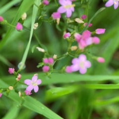 Centaurium sp. at Pialligo, ACT - 14 Jan 2024