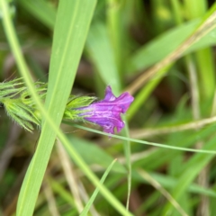 Echium plantagineum (Paterson's Curse) at Pialligo, ACT - 13 Jan 2024 by Hejor1