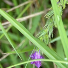 Echium plantagineum at Pialligo, ACT - 14 Jan 2024 10:18 AM