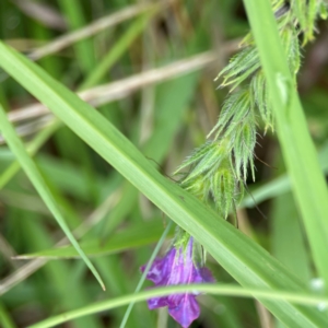 Echium plantagineum at Pialligo, ACT - 14 Jan 2024 10:18 AM