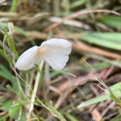 Unidentified Cap on a stem; gills below cap [mushrooms or mushroom-like] at Pialligo, ACT - 13 Jan 2024 by Hejor1