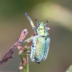 Diphucephala sp. (genus) at Pialligo, ACT - 14 Jan 2024