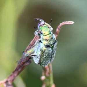 Diphucephala sp. (genus) at Pialligo, ACT - 14 Jan 2024