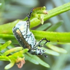 Diphucephala sp. (genus) at Pialligo, ACT - 14 Jan 2024