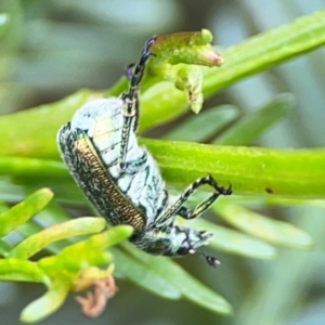 Diphucephala sp. (genus) at Pialligo, ACT - 14 Jan 2024