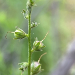 Verbascum virgatum at Pialligo, ACT - 14 Jan 2024 10:52 AM