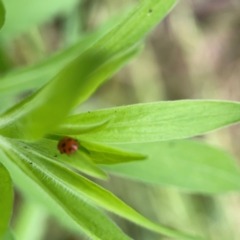 Hippodamia variegata (Spotted Amber Ladybird) at Pialligo, ACT - 13 Jan 2024 by Hejor1