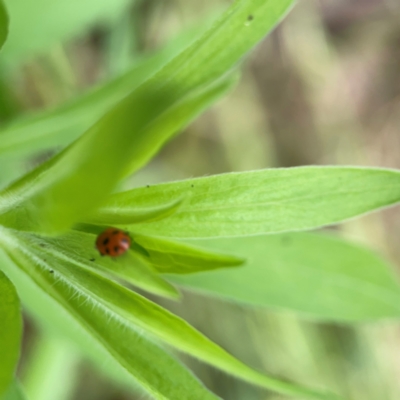 Hippodamia variegata (Spotted Amber Ladybird) at Pialligo, ACT - 13 Jan 2024 by Hejor1