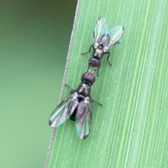 Parapalaeosepsis plebeia (Ant fly) at Pialligo, ACT - 13 Jan 2024 by Hejor1