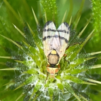 Euribia solstitialis (Nodding Thistle Gall Fly) at Pialligo, ACT - 13 Jan 2024 by Hejor1