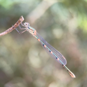 Austrolestes leda at Pialligo, ACT - 14 Jan 2024