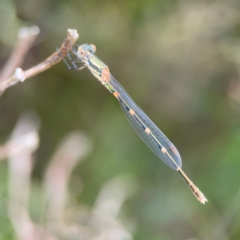 Austrolestes leda at Pialligo, ACT - 14 Jan 2024