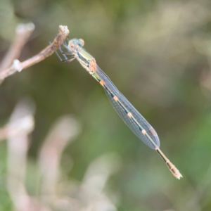 Austrolestes leda at Pialligo, ACT - 14 Jan 2024