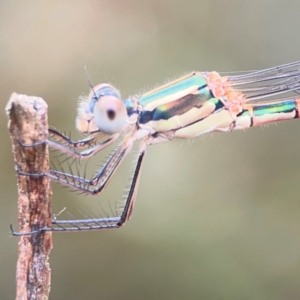 Austrolestes leda at Pialligo, ACT - 14 Jan 2024