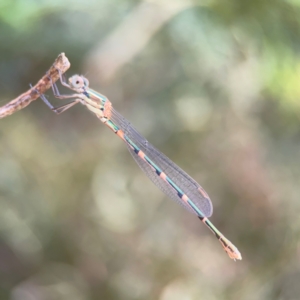 Austrolestes leda at Pialligo, ACT - 14 Jan 2024