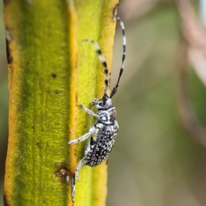 Ancita sp. (genus) at Pialligo, ACT - 14 Jan 2024