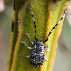 Ancita sp. (genus) at Pialligo, ACT - 14 Jan 2024