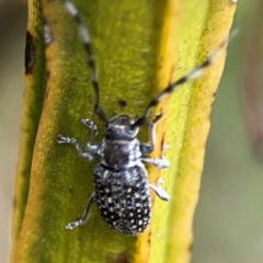 Ancita sp. (genus) at Pialligo, ACT - 14 Jan 2024